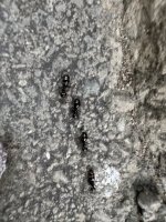IMG_2995.jpeg