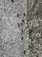 IMG_2992.jpeg