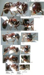 messor_wasmanni_polymorphism_italy.jpg