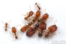 400px-Pheidole_tepicana-supersoldier_Alex_Wild.jpg
