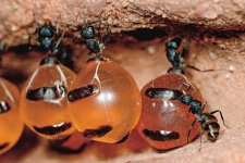 SW-011524-HoneyFromAnts-PO1.jpg