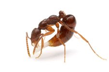 800px-Leptogenys_confucii_laying_eggs.jpg 800px-Leptogenys_confucii_laying_eggs.jpg