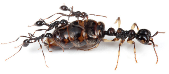 Aenictus_laeviceps_queen.png Aenictus_laeviceps_queen.png