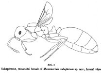 M.subapterum_BQ.jpg M.subapterum_BQ.jpg