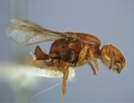 900px-Monomorium_rothsteini_BQ_lateral.jpg 900px-Monomorium_rothsteini_BQ_lateral.jpg
