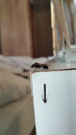 IMG_20250415_190641.jpg