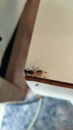 IMG_20250415_190635.jpg