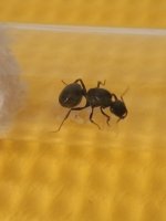 IMG_20250415_165412_308.jpg