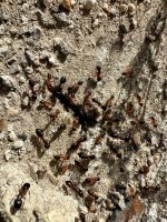 IMG_1820.jpeg