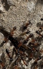 IMG_1830.jpeg