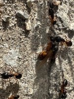 IMG_1839.jpeg