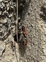 IMG_1840.jpeg