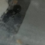 81DE9965-CB47-4979-AC57-6D74D0EDDF3A.jpeg