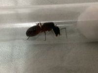67777E55-C113-4DF2-BD25-1195CC260AE2.jpeg