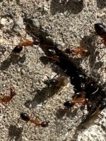 IMG_1824.jpeg