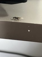IMG_0835.jpeg