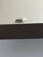 IMG_0833.jpeg