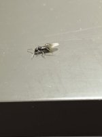 IMG_0832.jpeg