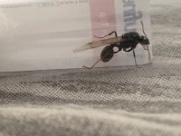 IMG_5345.jpeg