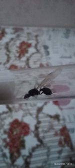 IMG-20250418-WA0010.jpg