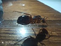 IMG_20250418_212331.jpg