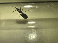 IMG-20250418-WA0015.jpg