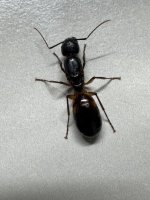 IMG_5346.jpeg