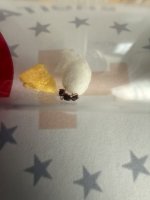 IMG_1524.jpeg