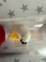 IMG_1522.jpeg