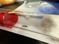 IMG_1518.jpeg