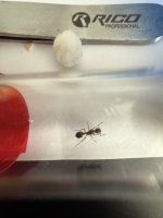 IMG_1516.jpeg