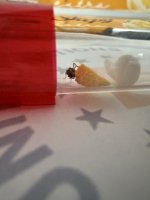 IMG_1528.jpeg