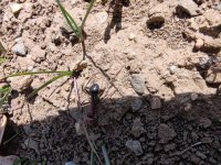 IMG_20250420_123448.jpg