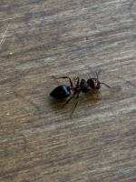 IMG_0258.jpeg