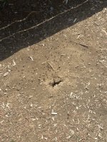 IMG_3553.jpeg