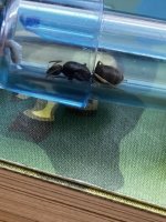 IMG_6595.jpeg