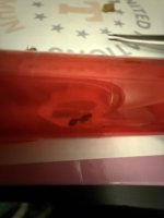 IMG_1599.jpeg