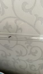 IMG_0538.jpeg