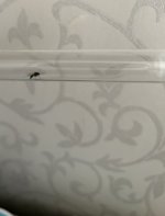 IMG_0539.jpeg