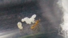 IMG_20250425_182052.jpg