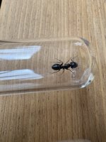 IMG_2005.jpeg