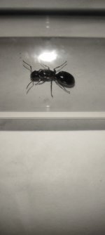 IMG_20250425_204517.jpg