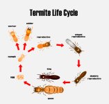 Termite-Pest-Fumigation-–-Guaranteed-lowest-price-Santa-Cruz-County-San-Benito-County-Alameda-...jpg