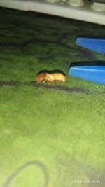 IMG_20220428_184116.jpg