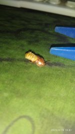 IMG_20220428_184110.jpg