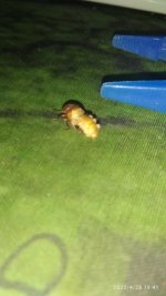 IMG_20220428_184104.jpg