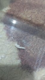 IMG-20220506-WA0024.jpeg