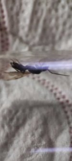 IMG_20250429_170749.jpg