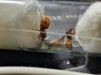 nitens24.jpeg nitens24.jpeg