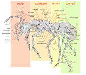 Ant_Anatomy_480x480.png Ant_Anatomy_480x480.png